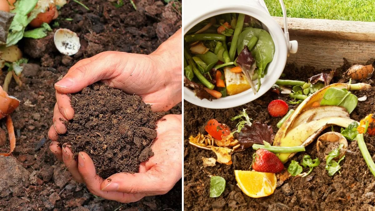 Transform Your Garden: How to Enrich Used Soil Naturally Using Kitchen Scraps