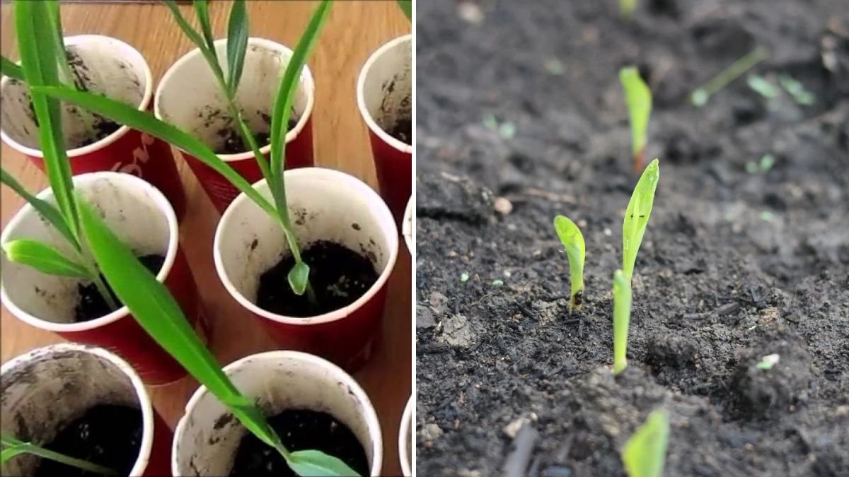 From Seed to Sprout: The Ultimate Beginner’s Guide to Growing Sweet Corn Seedlings
