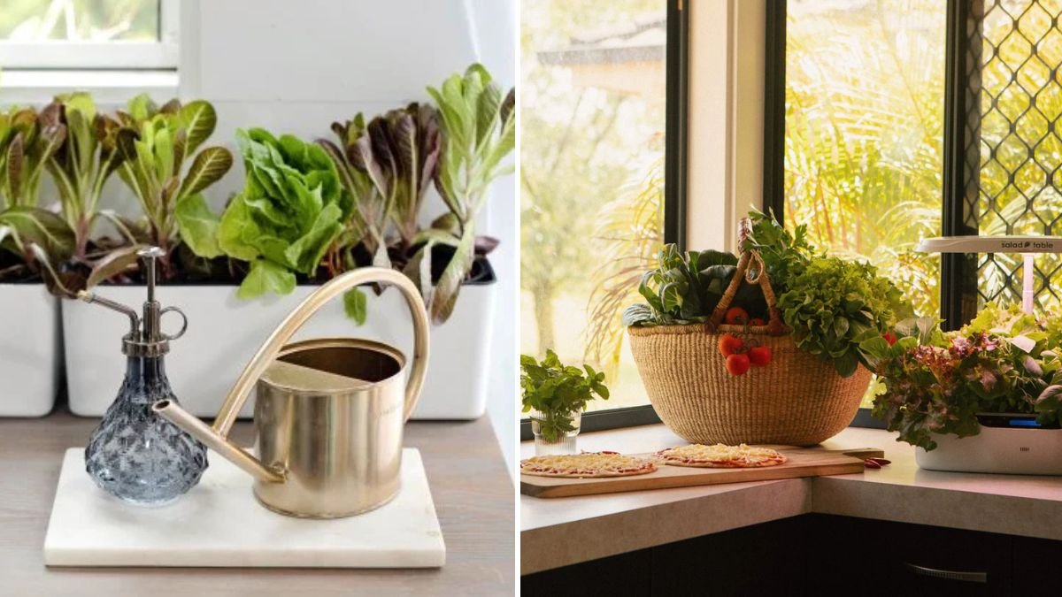 Grow 5 Lush Lettuce in One 3.5L Hanging Pot: The Ultimate Space-Saving Gardening Guide