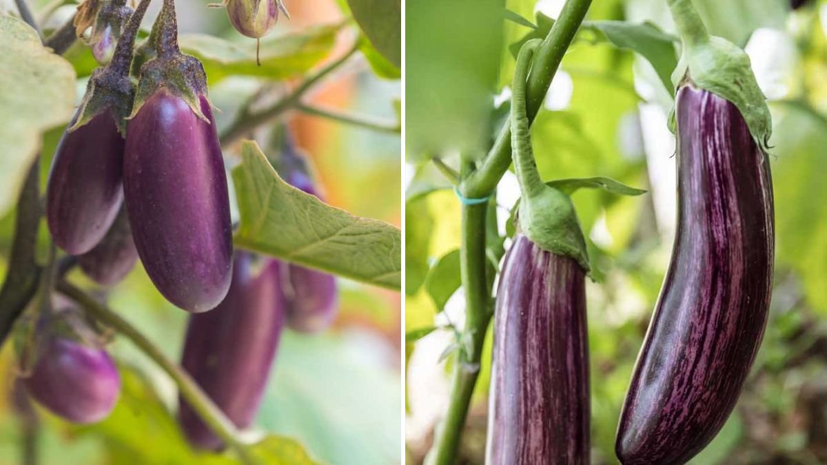 Complete Guide to Eggplant Seedling Care: From Seed to Strong, Healthy Plants