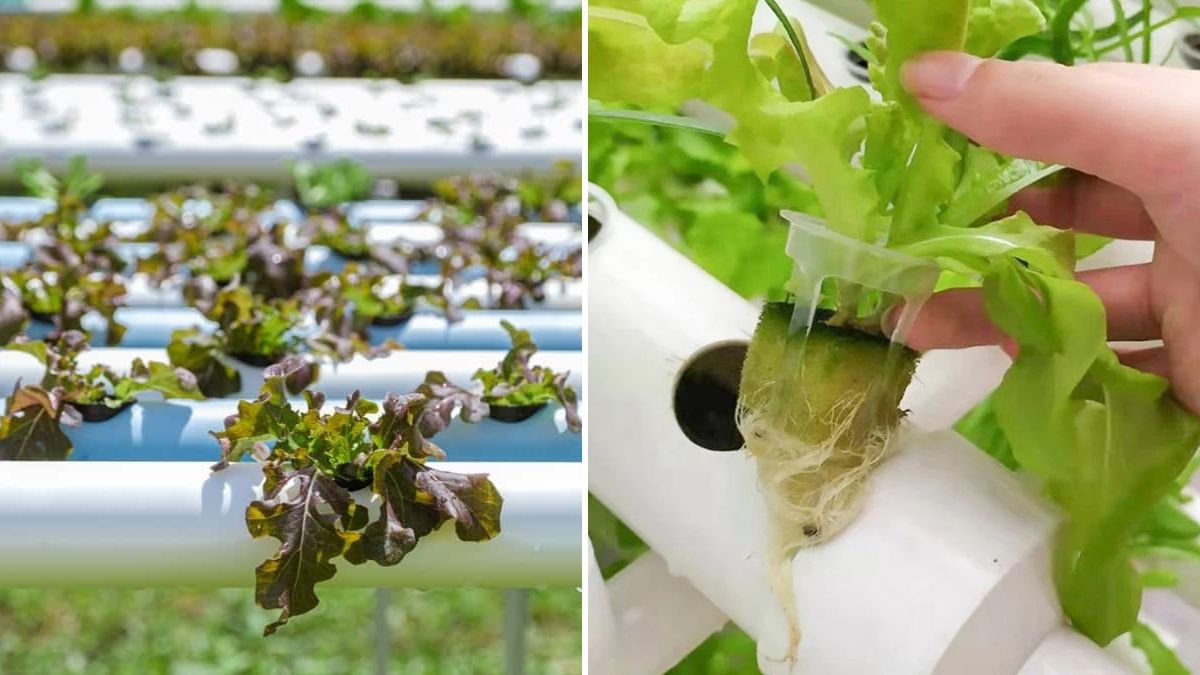 Grow Kale at Home in PVC Pipes: Space-Saving Hydro Gardening Made Easy
