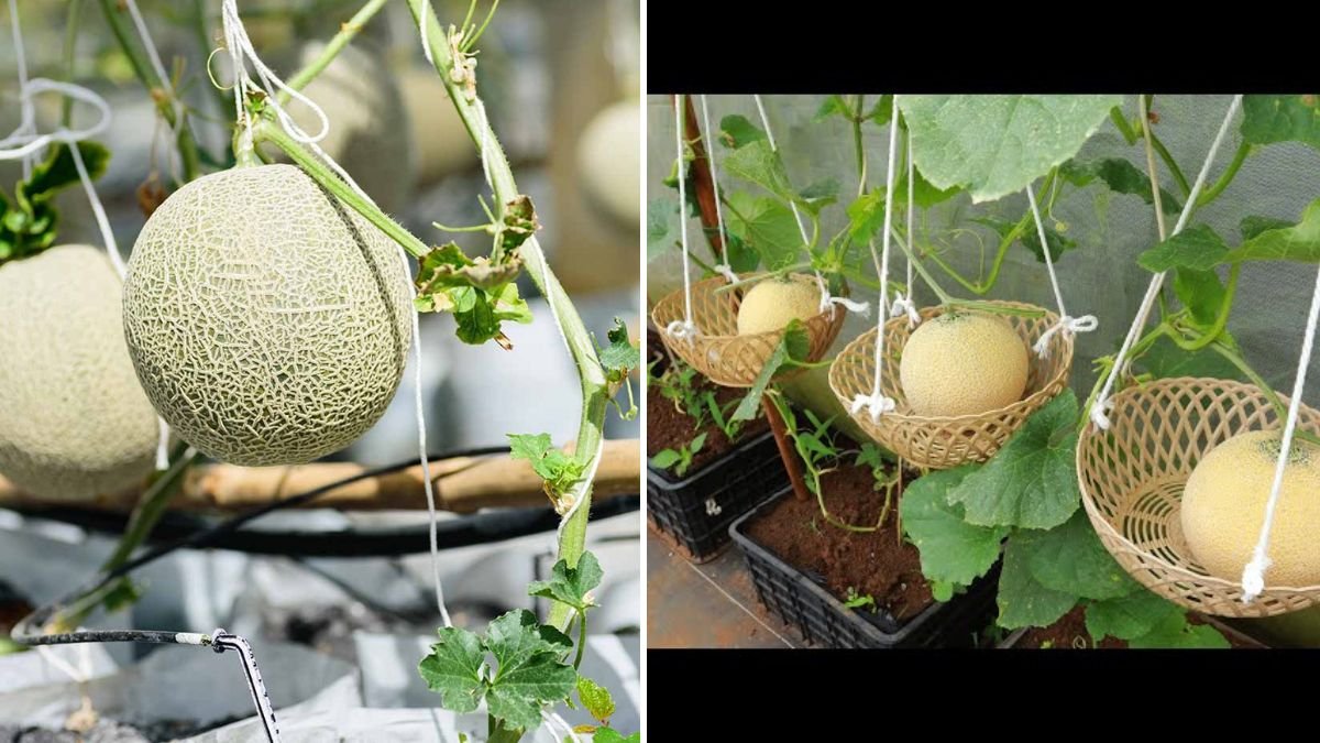 Idea to Grow Melon in Containers from Seed to Harvest