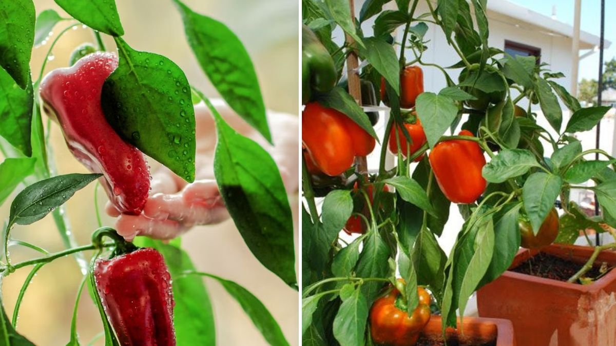 Easy Way to Grow Peppers in Containers: From Seed to Harvest