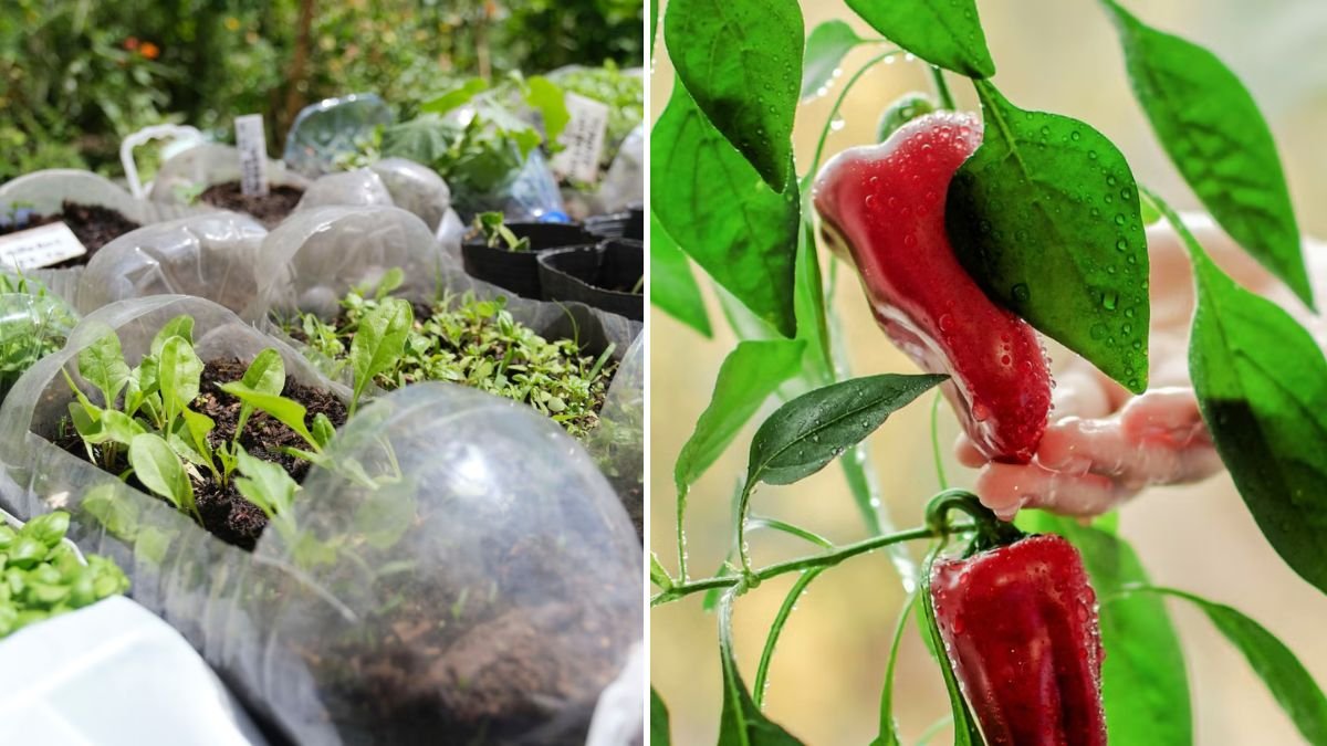 Reusing Soil: A Simple Hack to Grow More Vegetables in Plastic Bottles