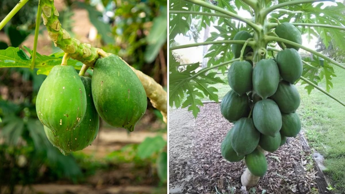 Grow Papaya Trees SUPER FAST at Home: The Ultimate Beginner-Friendly Guide!