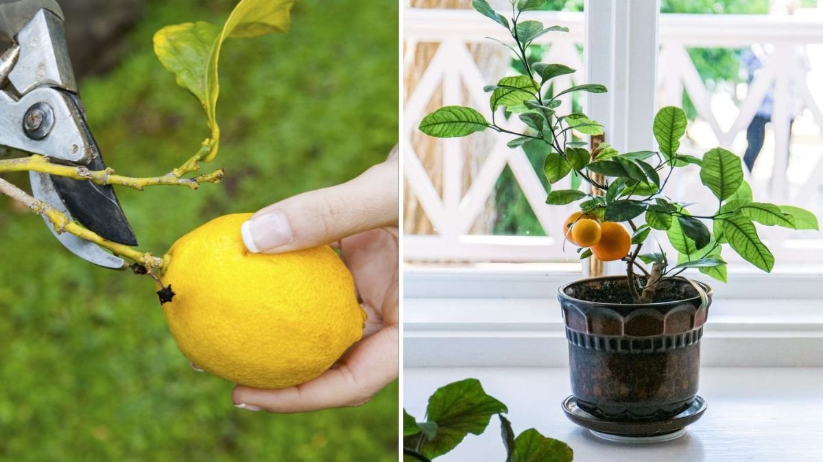 The Best Method for Growing Lemon Trees: A Complete Guide to Fast, Healthy, and Heavy Fruiting Lemon Plants