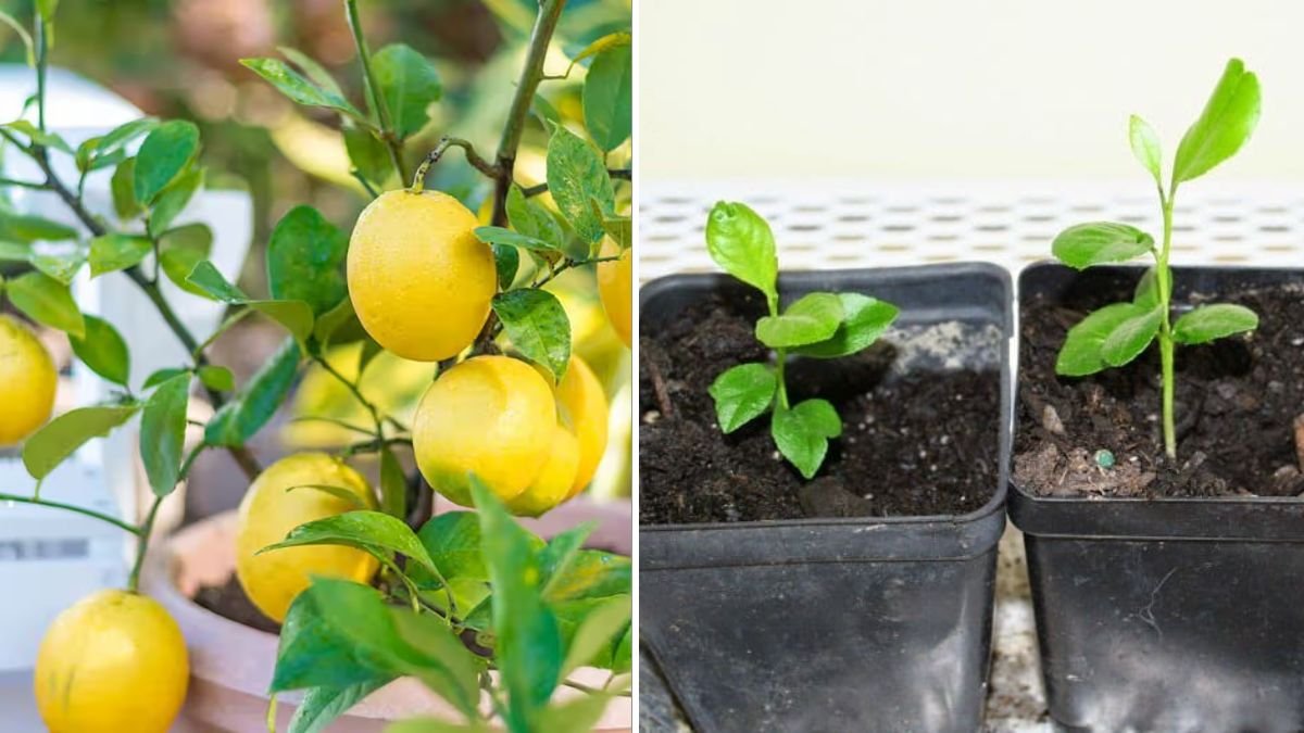 Grow Lemon Trees from Cuttings in Just Weeks: The Ultimate Fast-Rooting Guide for Beginners!
