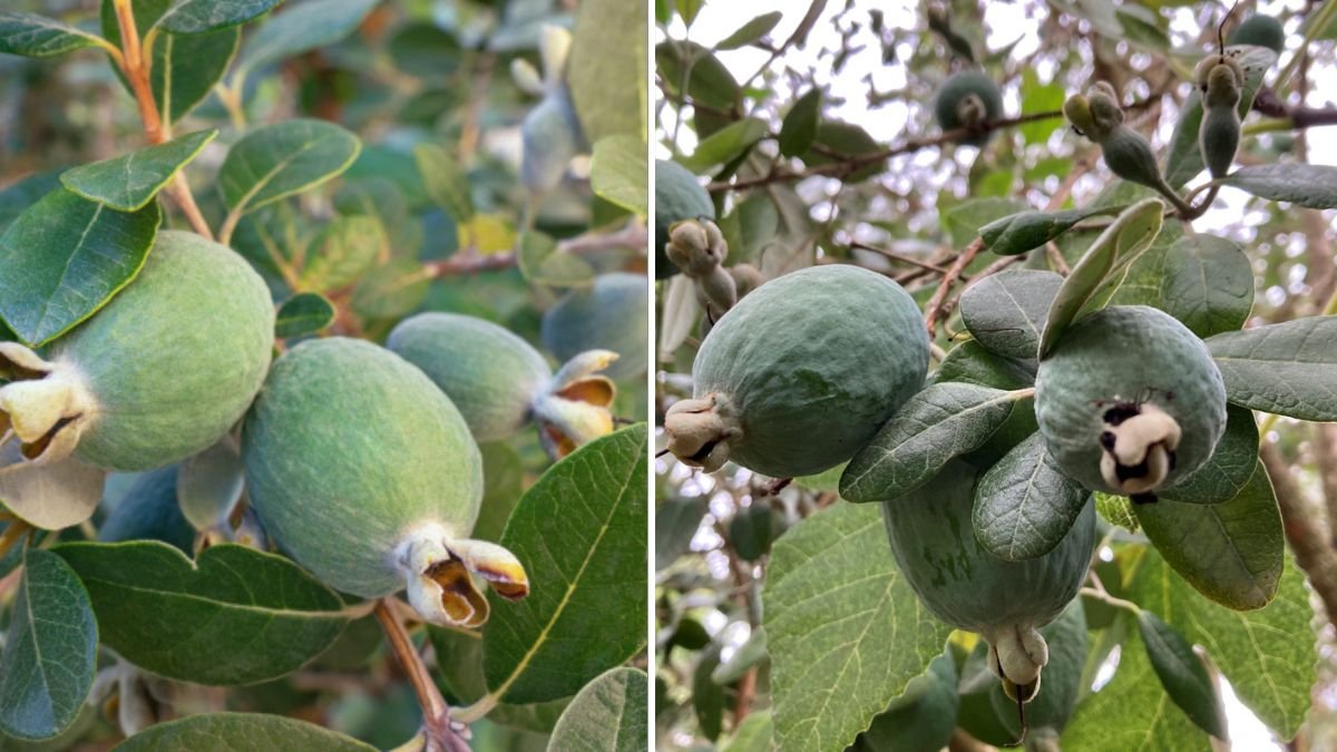You Can Easily Grow a Guava Tree Using These Simple Tricks: Fast, Healthy & High-Yield Guide for Beginners!