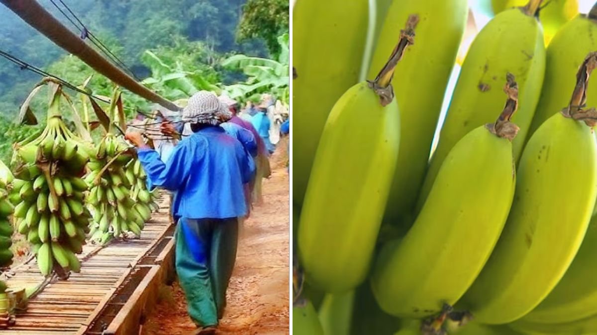 I Used Banana Power to Grow a Lemon Tree Faster: The Secret Natural Trick Every Gardener Should Try!”