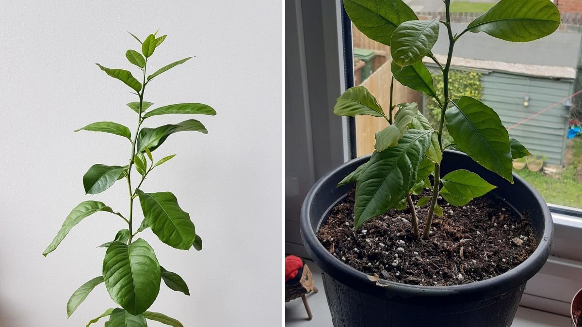 I Propagated a Lemon Tree in Just 1 Month — The Simple Technique Anyone Can Do!