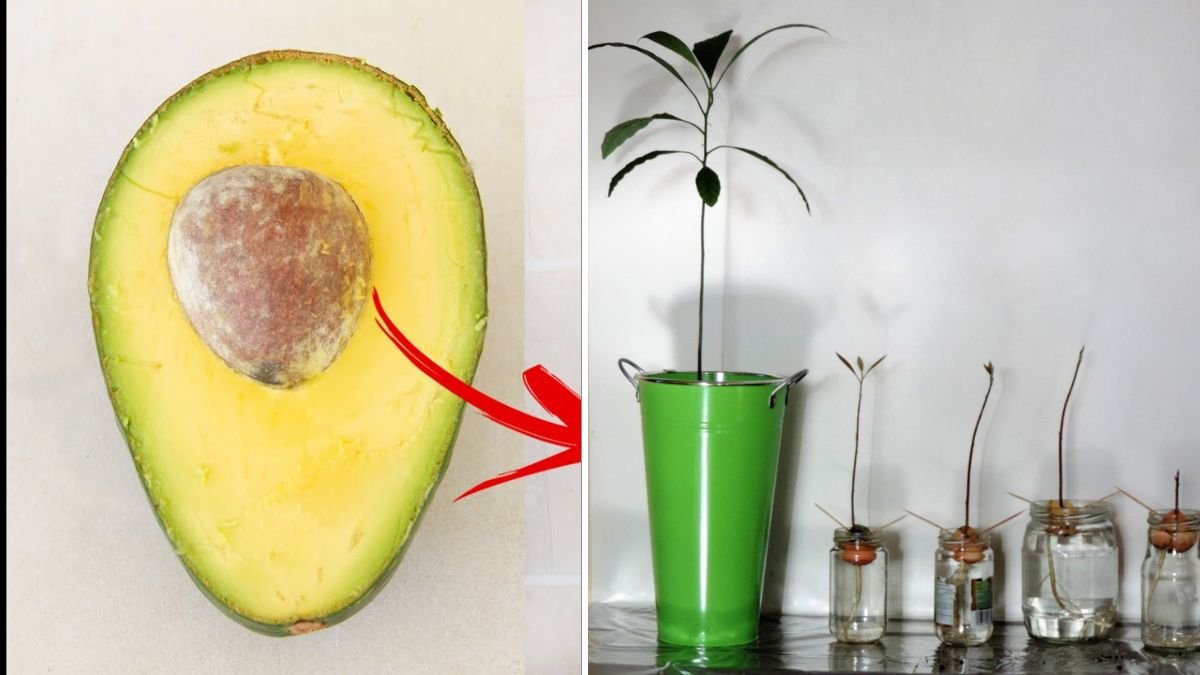 How to Grow Avocado Trees from Cuttings: The Fast & Simple Home Gardener’s Guide