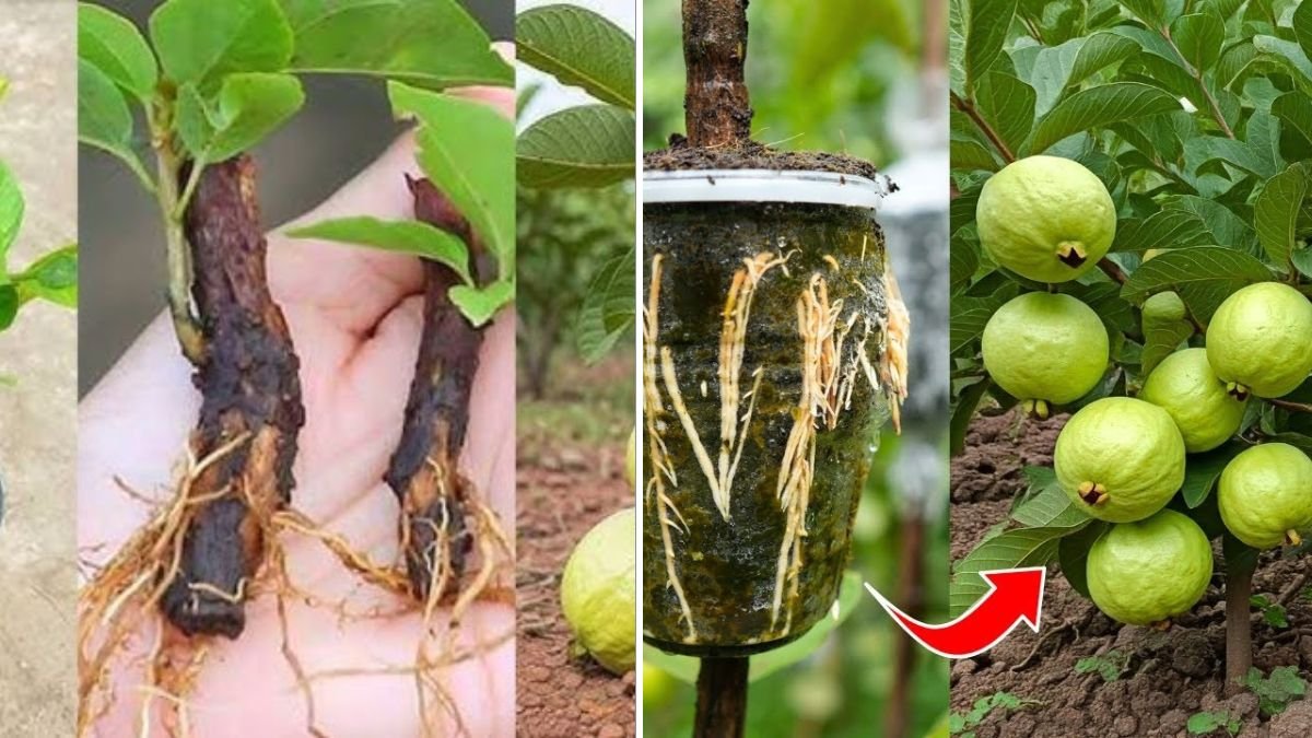 Grow Your Guava Tree FASTER Using This One Simple Growing Technique!