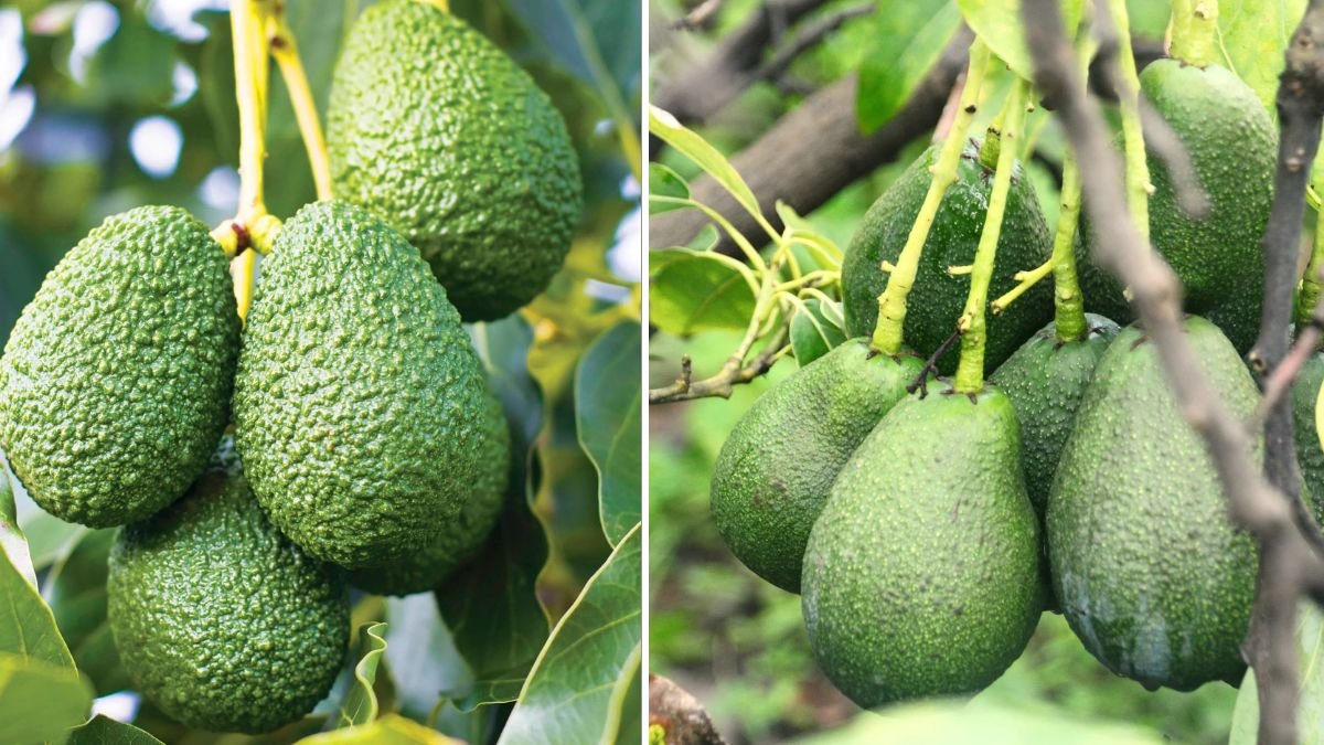Grow Avocado Trees Faster with These Simple Yet Powerful Home Gardening Secrets!