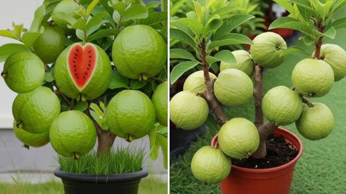Ultimate Secrets to Make Your Guava Tree Grow Faster Than Ever Before!