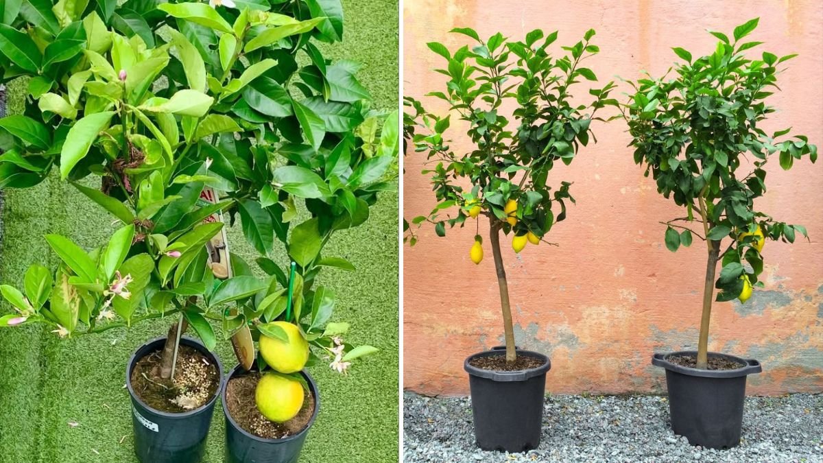 The Ultimate Guide to Growing the Perfect Lemon Tree at Home — Faster, Healthier & Full of Fruits!