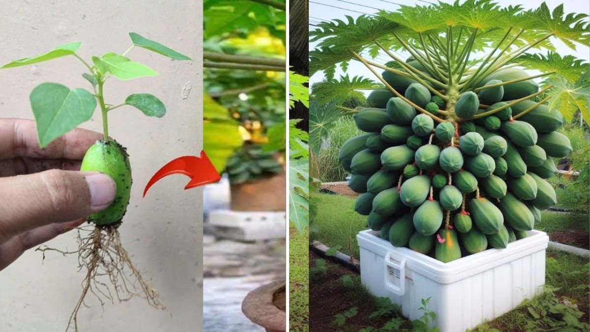 What’s the Secret to Growing Papaya Trees SUPER FAST? The Complete Guide for Home Gardeners!