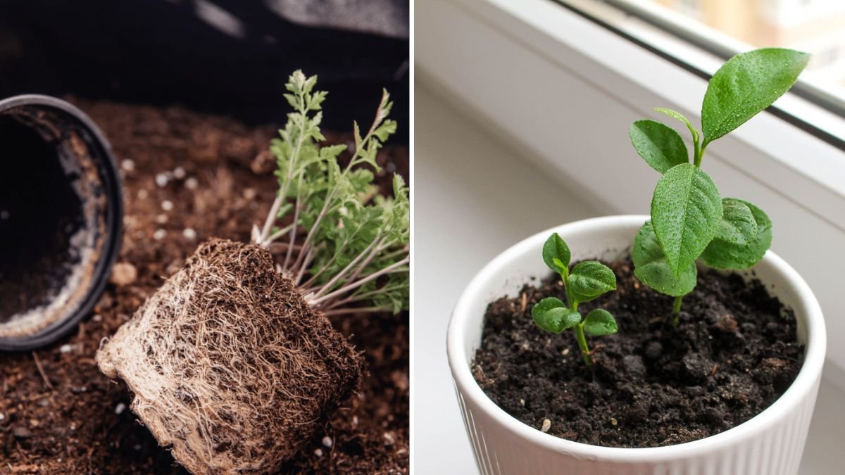 The Easiest Way to Propagate a Lemon Tree: A Simple, Fast, and Highly Effective Method for Beginners