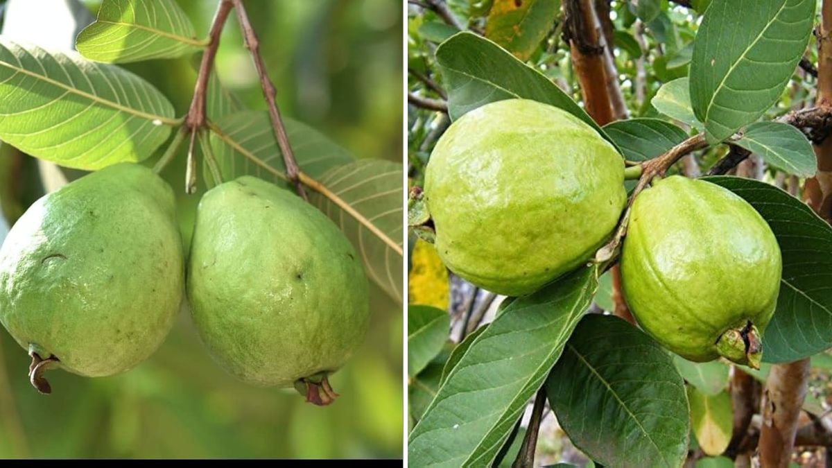 The Great Way to Grow Your Guava Tree — A Simple Method for Faster, Healthier Growth
