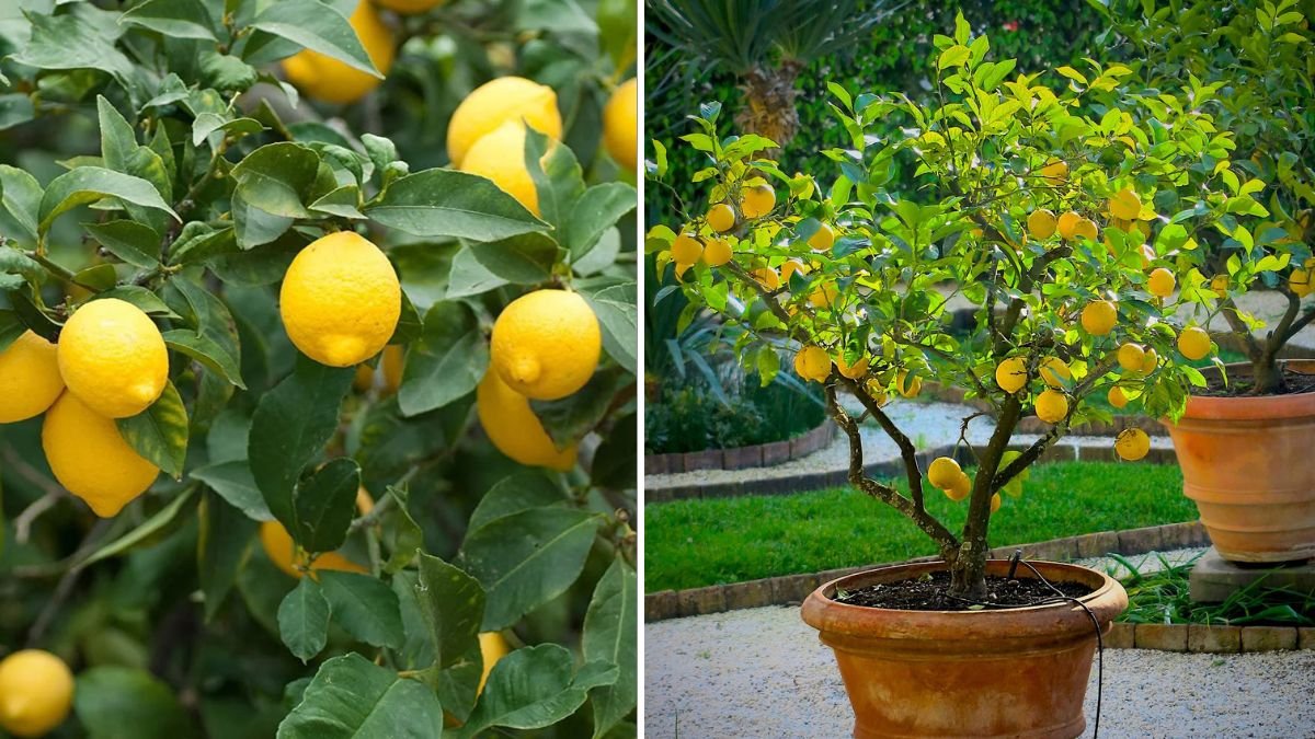 How to Grow a Lemon Tree: Great Ideas for Faster, Healthier & More Productive Growth