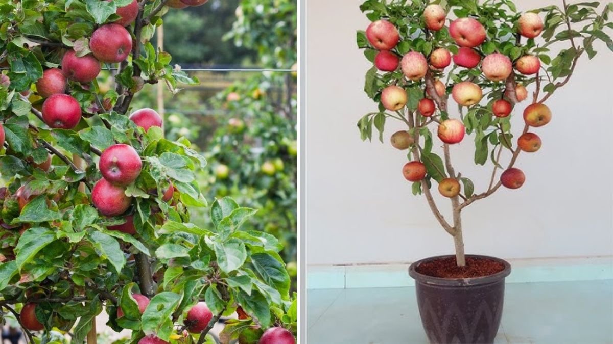 The Ultimate Guide to Apple Tree Propagation: Simple Techniques for Growing Your Own Apple Orchard at Home