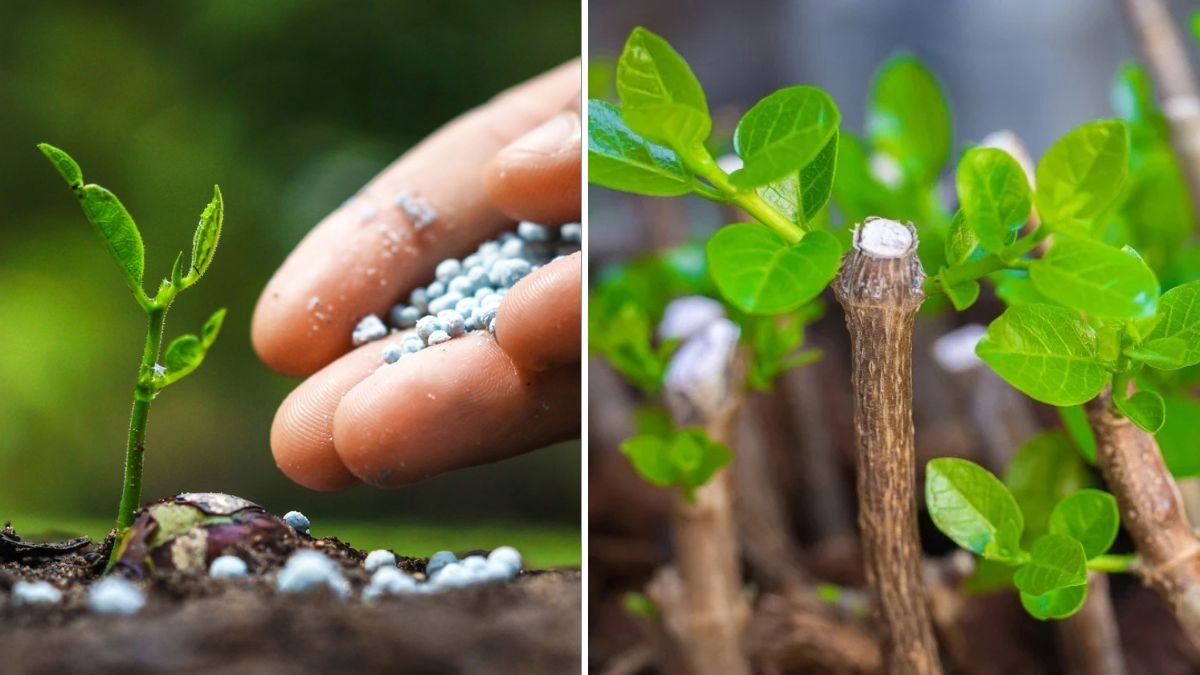 The Best Method of Plant Propagation: A Complete Guide to Growing Healthy Plants Faster and Easier