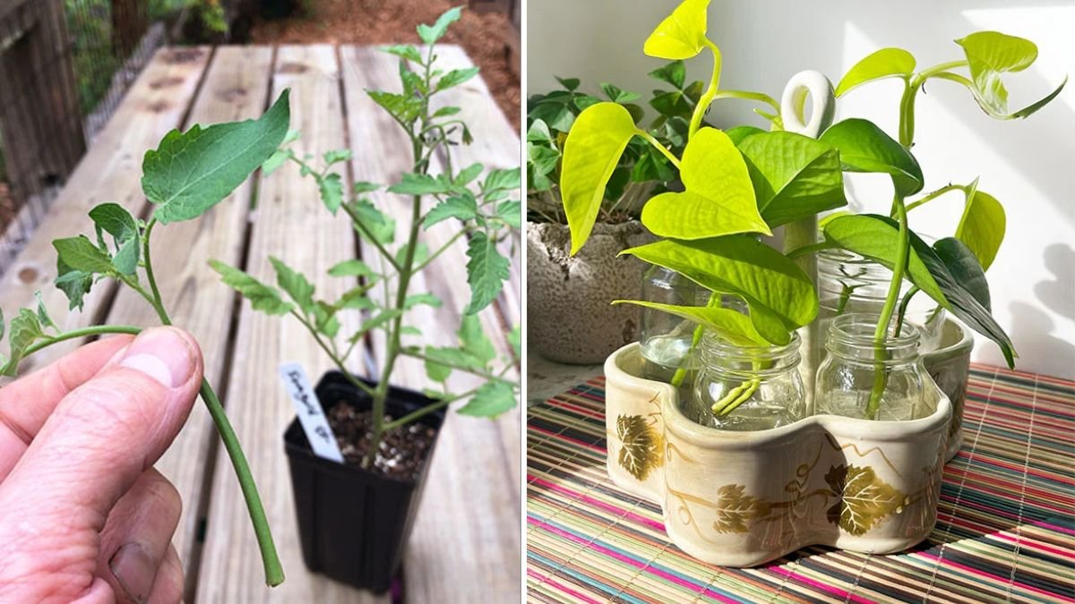 The Great Idea to Propagate Plants: A Smart Gardener’s Secret to Endless Greenery