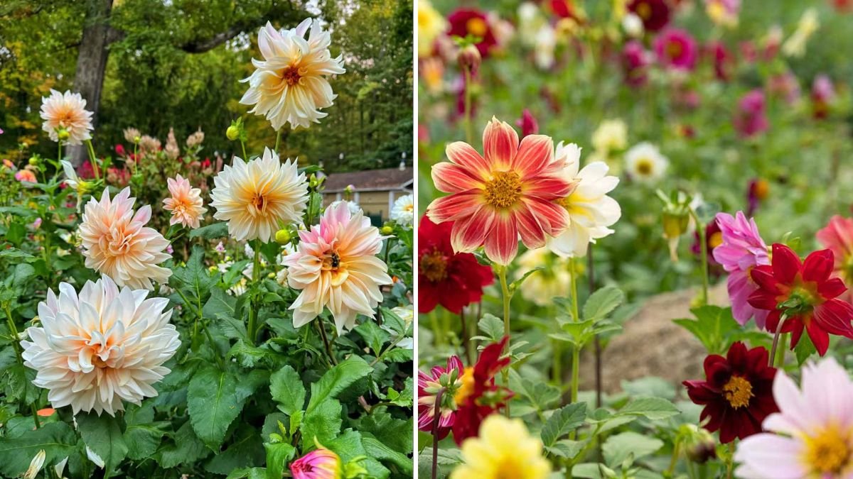 Dahlia Flowers in My Garden: The Ultimate Guide to Growing Vibrant, Long-Lasting Blooms