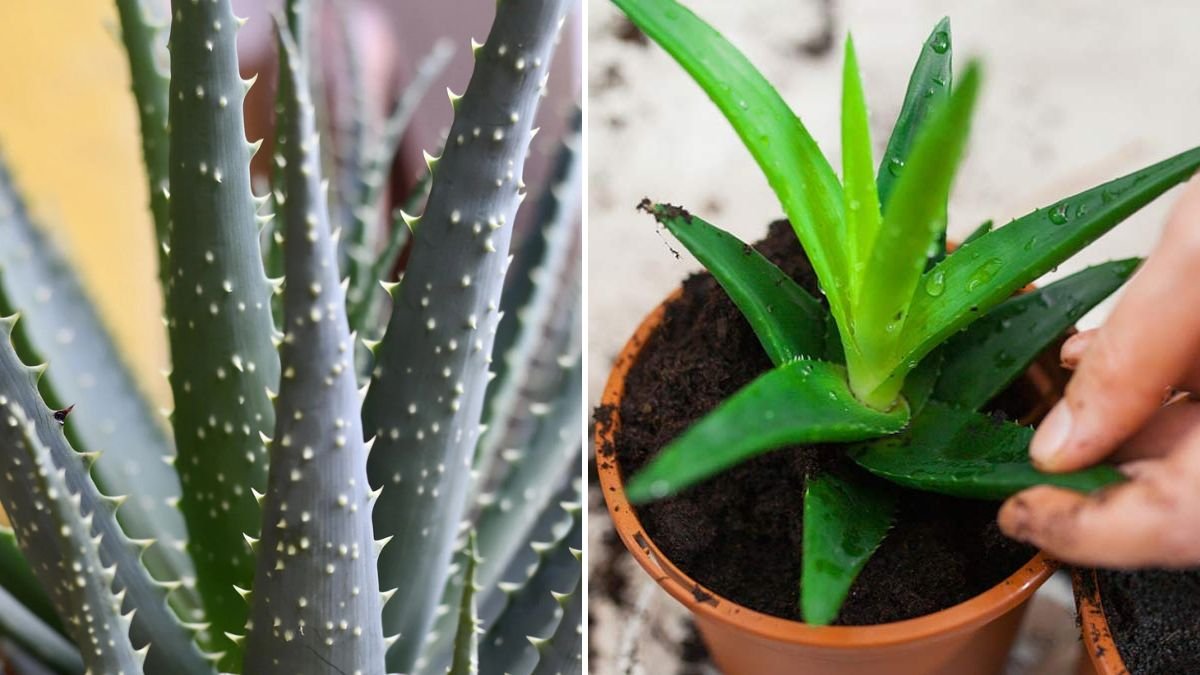Growing Aloe Vera at Home: The Complete Guide to Planting, Caring, and Multiplying Aloe Like a Pro