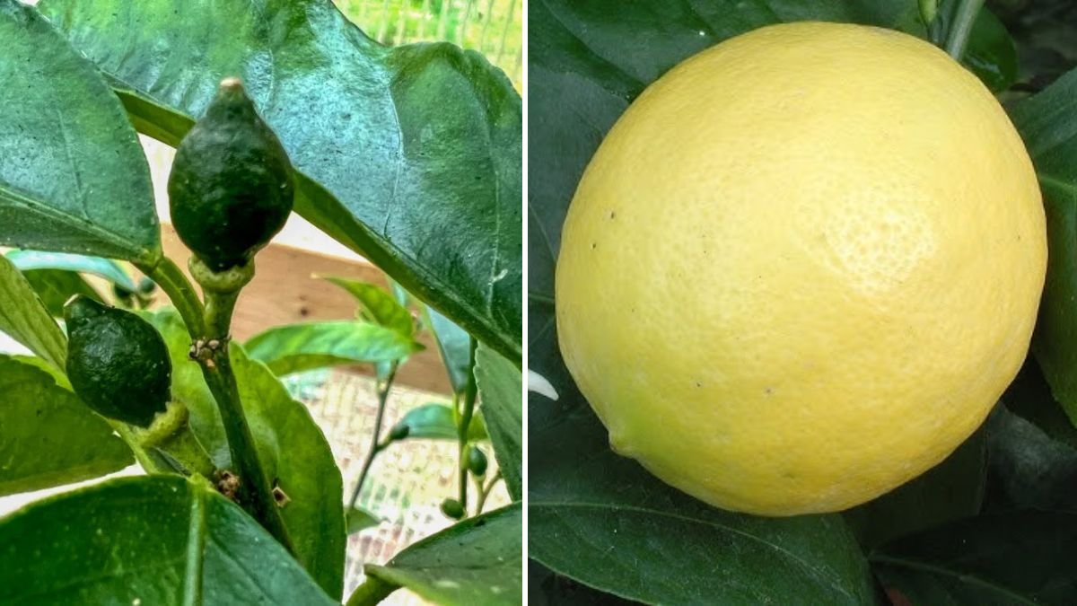 The Ultimate Guide to Propagating Lemon Trees: Simple Methods for Faster, Healthier Growth!