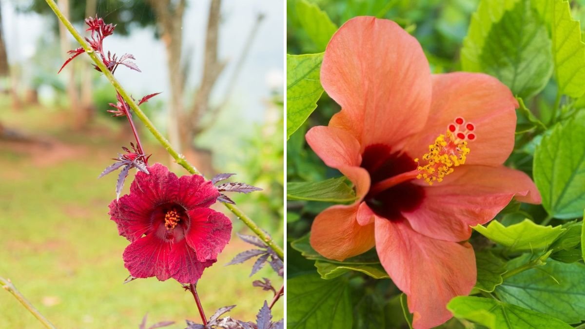 The Complete Guide to Growing Hibiscus Plants: Secrets to Bigger Blooms and Healthy Growth!