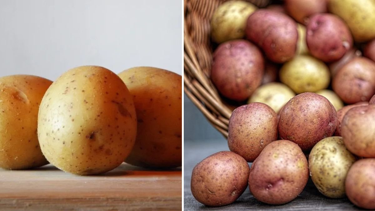 How Potatoes Work in Plant Growth: The Science, Secrets, and Gardening Benefits You Should Know!