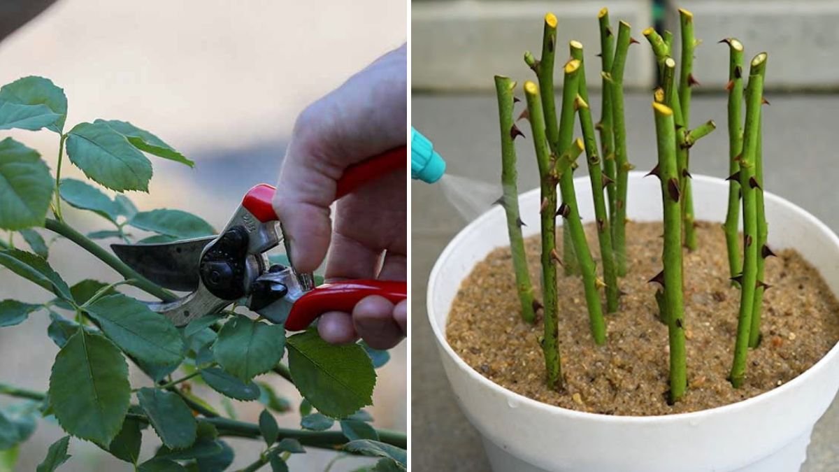 The Ultimate Guide to Rose Propagation: Grow Beautiful Roses at Home with Easy Techniques!
