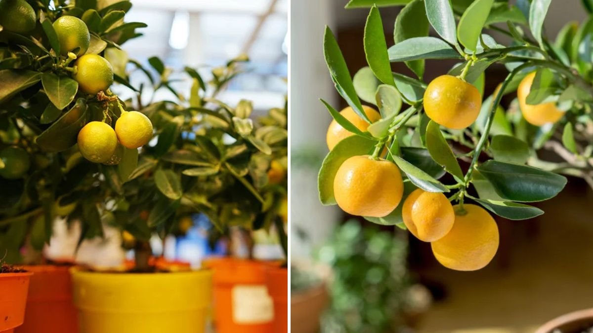 Unlock Endless Lemon Harvests: The Ultimate Guide to Propagate Lemon Trees Successfully at Home!