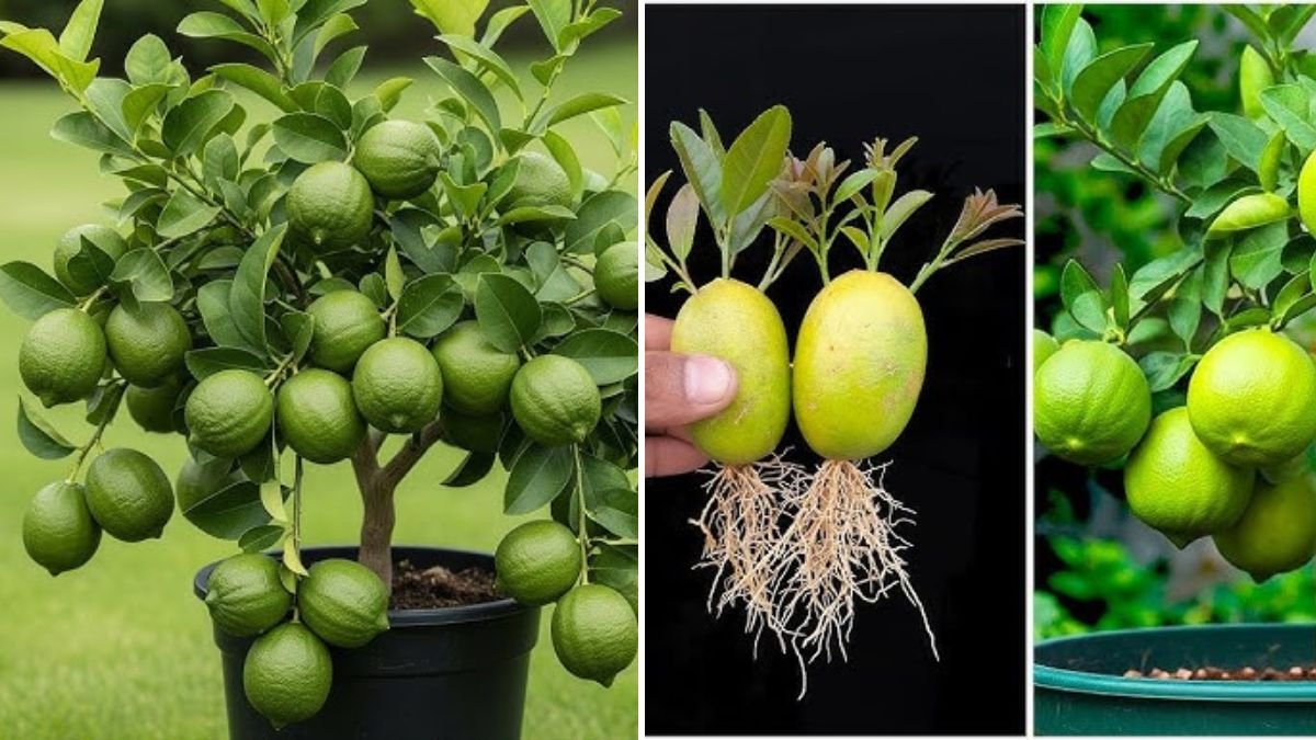 The Ultimate Lemon Tree Propagation Guide: Simple Techniques to Grow Strong, Fruitful Lemon Trees at Home