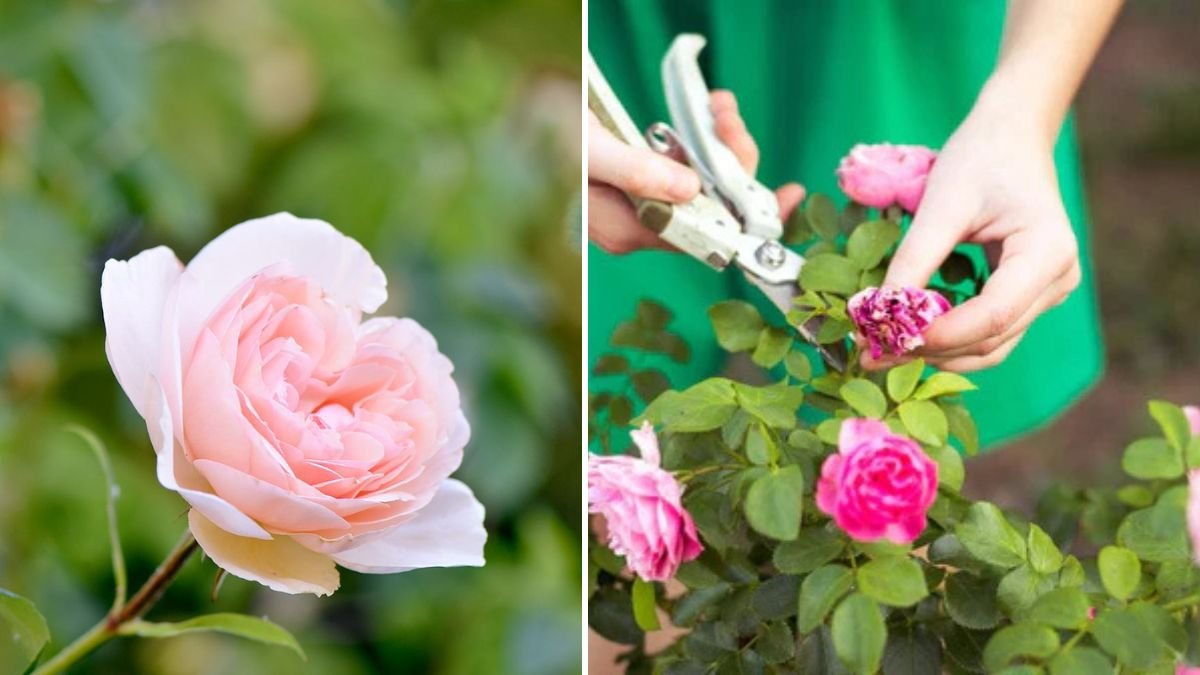 Blooming Success: The Complete Guide on How to Grow Roses from Cuttings Like a Pro!