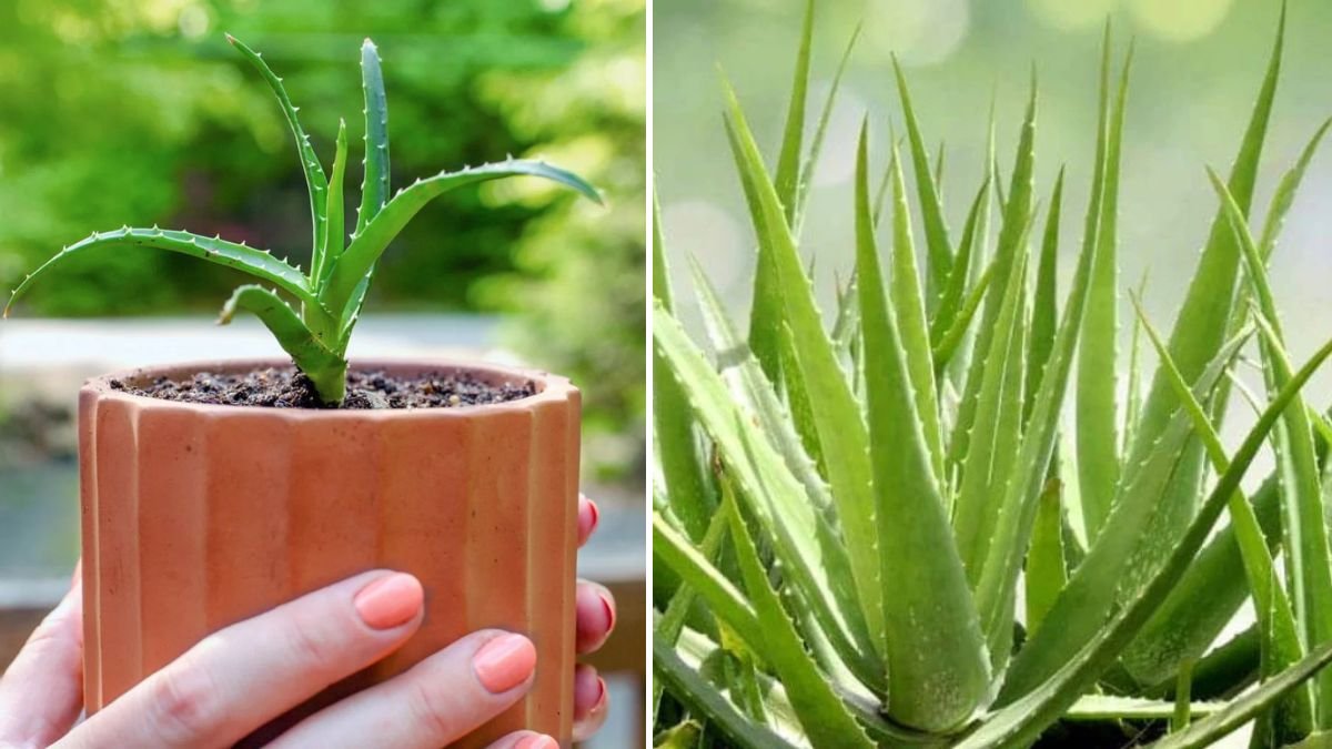 Grow Aloe Vera Like a Pro: The Ultimate Guide to Cultivating a Healthy, Thriving Aloe Plant at Home!