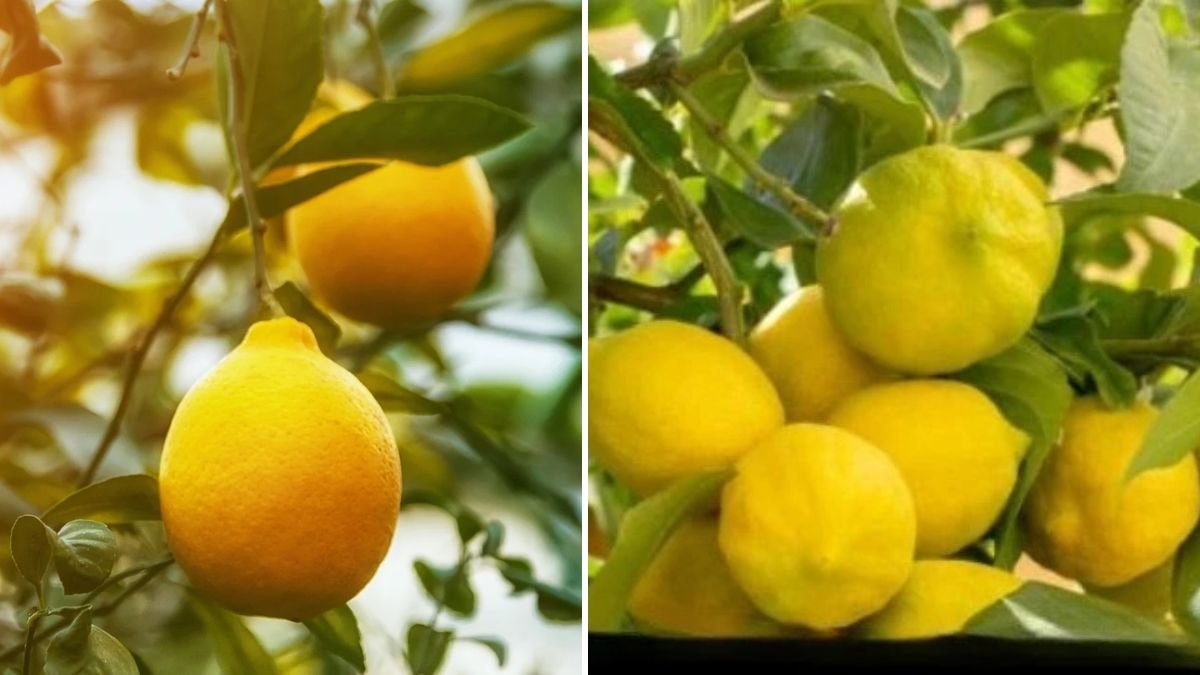 Grow Lemons Like Never Before: The Ultimate Guide to Propagating Lemon Trees Successfully at Home!