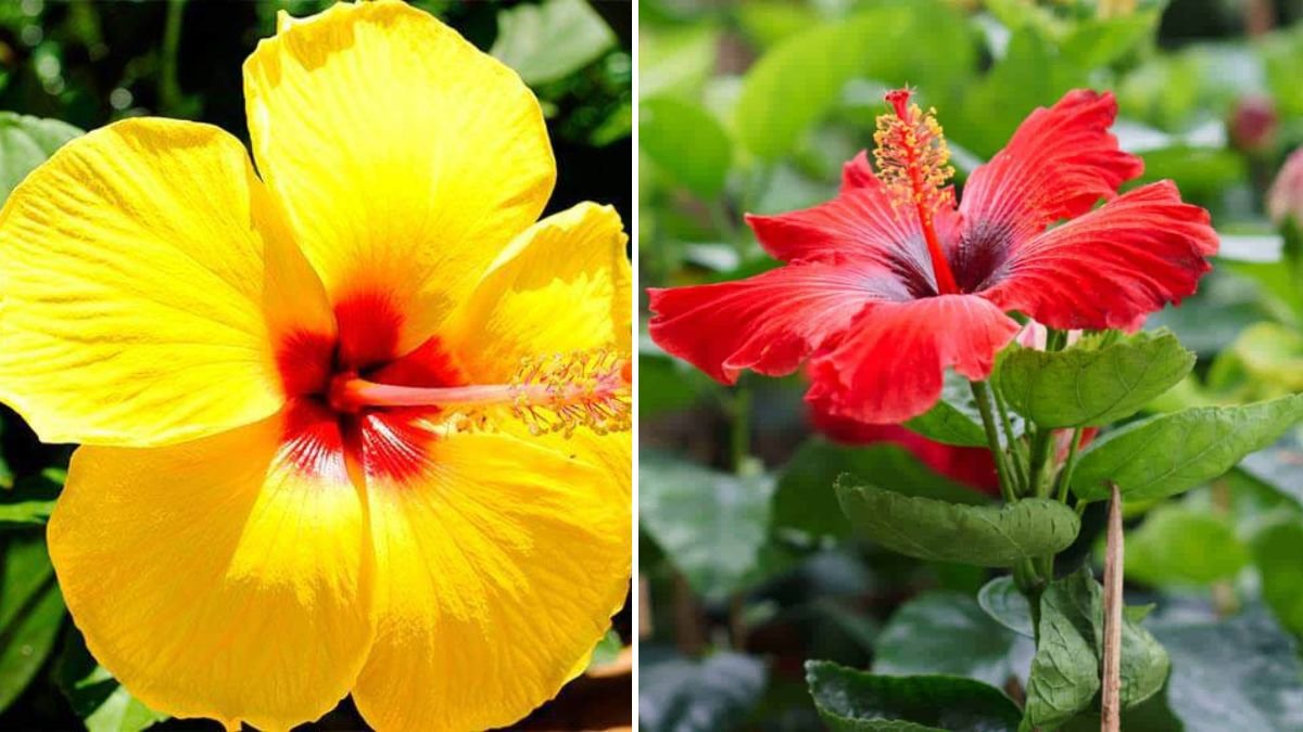 Secrets of the Hibiscus Plant: How to Grow, Care For, and Multiply This Tropical Beauty