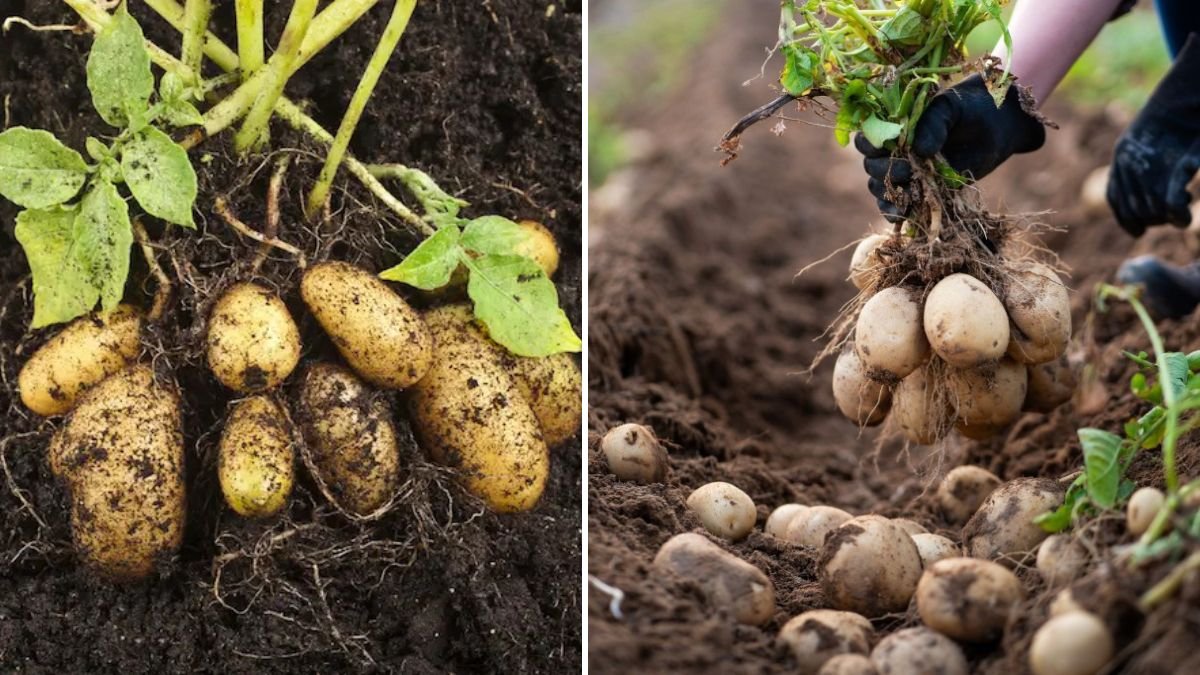 The Secret Life of Potatoes: How These Underground Powerhouses Really Work