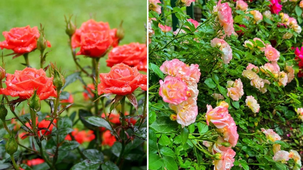 Multiply Your Roses Easily: The Complete Guide to Successful Rose Propagation