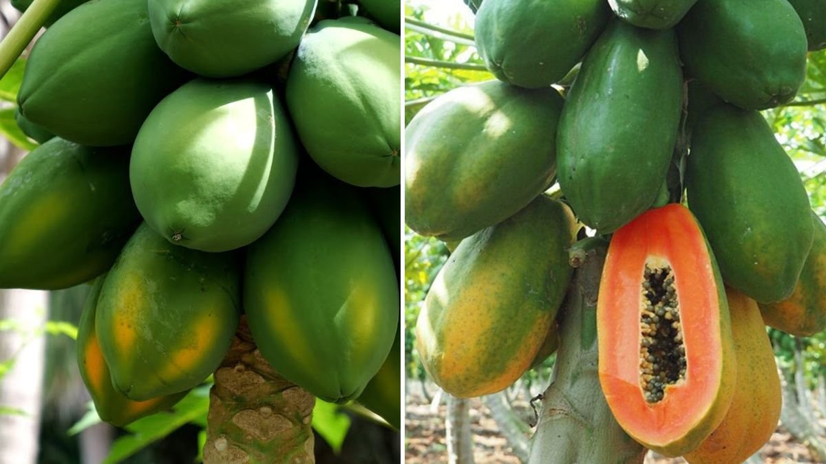 Grow Papaya Like a Pro: The Complete Guide to Fast, Healthy, and High-Yield Papaya Cultivation
