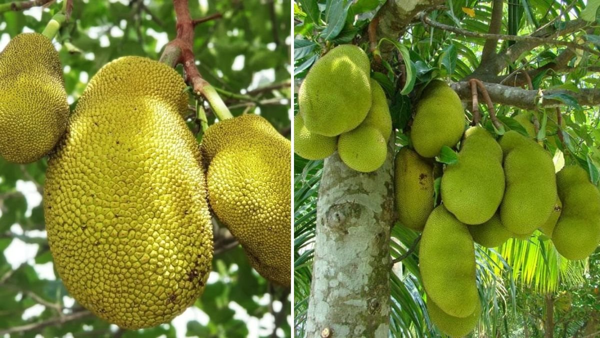 Mastering Jackfruit Grafting: A Complete Guide to Growing Stronger, Faster-Fruit Trees!