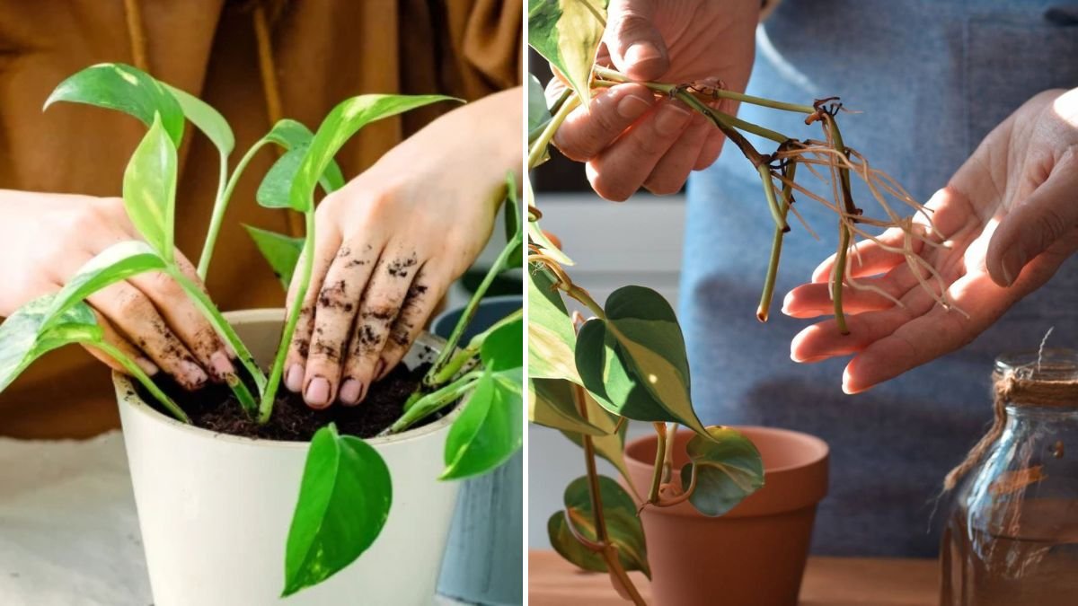 WOW! The Ultimate Guide to Propagating Plants Like a Pro: Simple Techniques for Faster, Healthier Growth