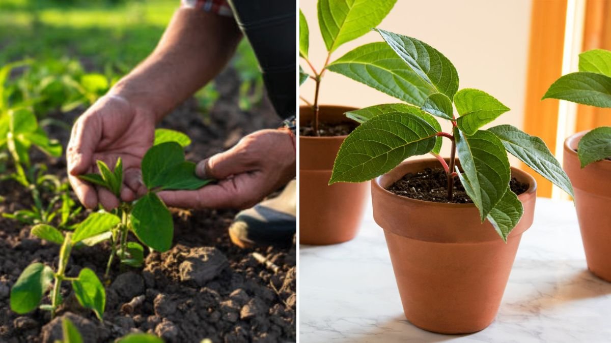 A Great Technique for Faster Plant Growth: The Secret Method Every Gardener Should Know!