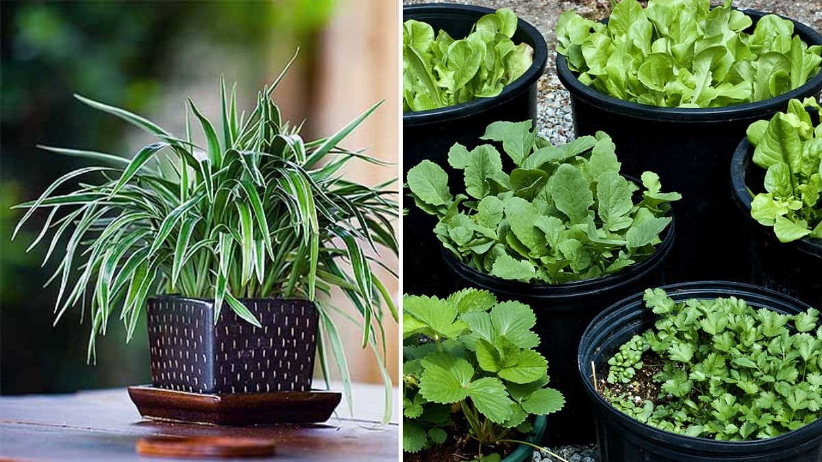 How to Grow Anything Successfully: The Complete Beginner’s Guide to Healthy, Thriving Plants