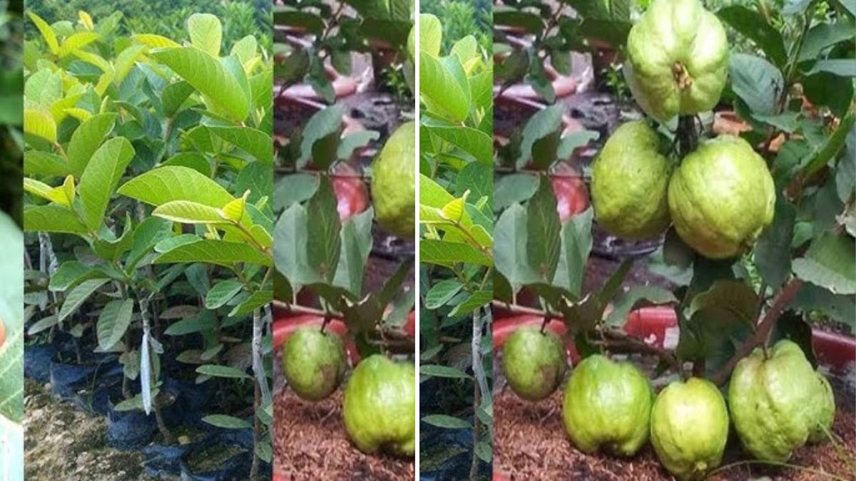 Master the Art of Guava Grafting: A Step-by-Step Guide to Growing Stronger, Faster-Bearing Trees