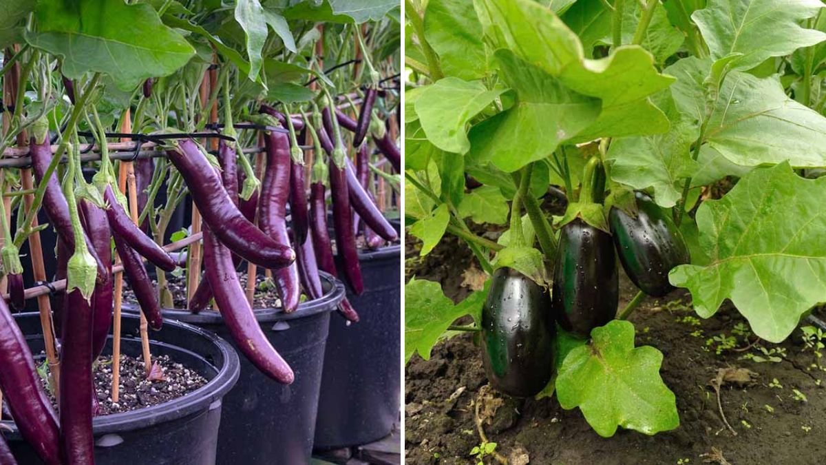 Amazing Gardening Hack: How to Grow an Eggplant Plant Directly from a Fruit
