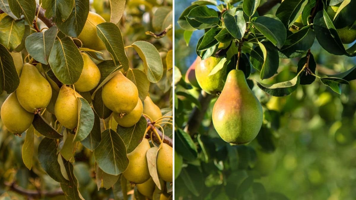 From Fruit to Tree: The Complete Guide to Growing Pear Trees From Pears