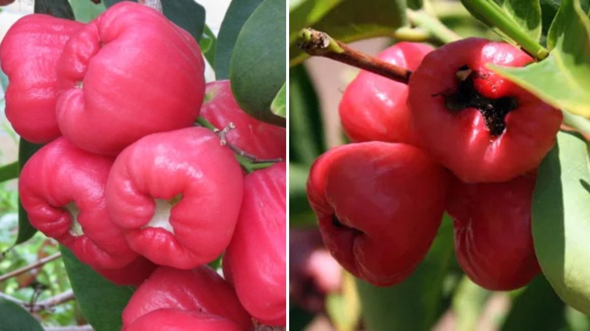 From Fruit to Tree: A Complete Guide to Growing Java Apple (Wax Apple) From Fruit Seeds