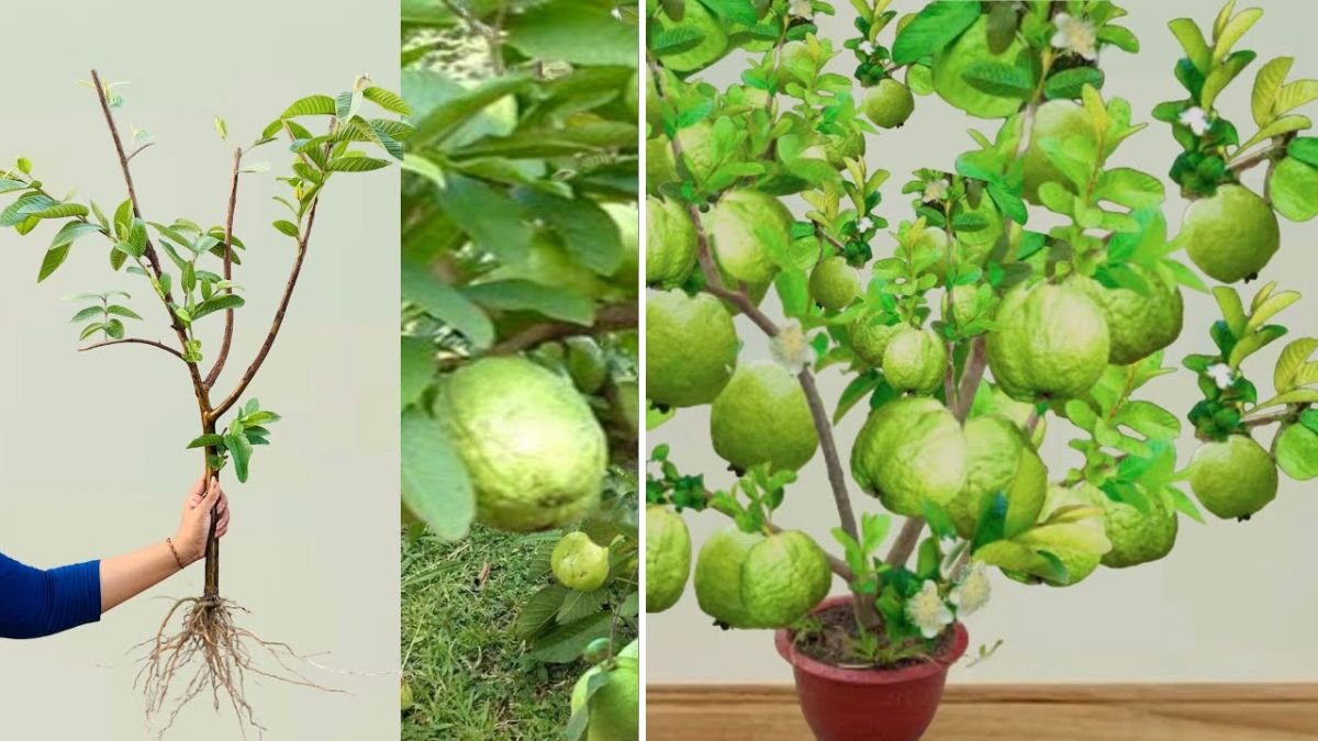 Revolutionary Breakthrough: A Great New Idea for Grafting Guava Trees Successfully